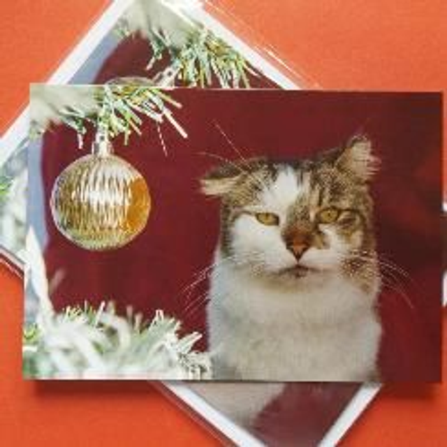 Christmas cards "Tails" 