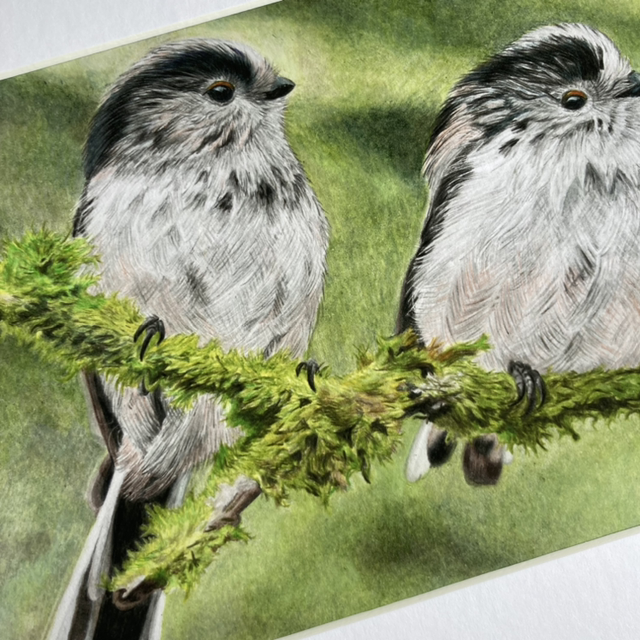 Long-tailed Tits Fine Art Print