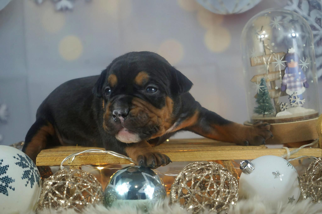 Phoenix Bully's Kennel ...