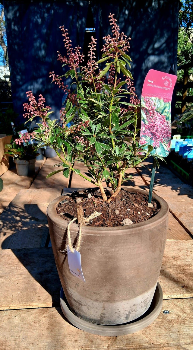 L17 . Pieris japonica Polar Passion in "MAESTRO BASALT" 