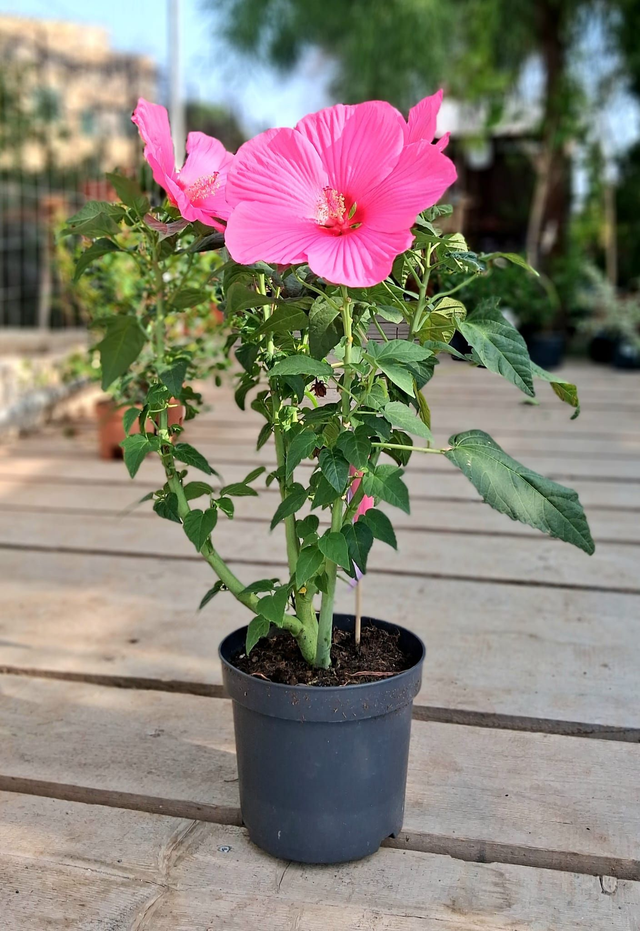 A35 . Hybiscus Moscheutos Extreme