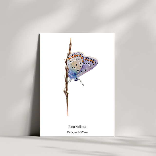 Cartes - Bleu Mélissa