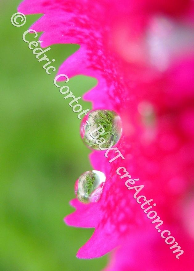 1 - Carte postale - Rosée et gouttes de pluie (Ref 4918)