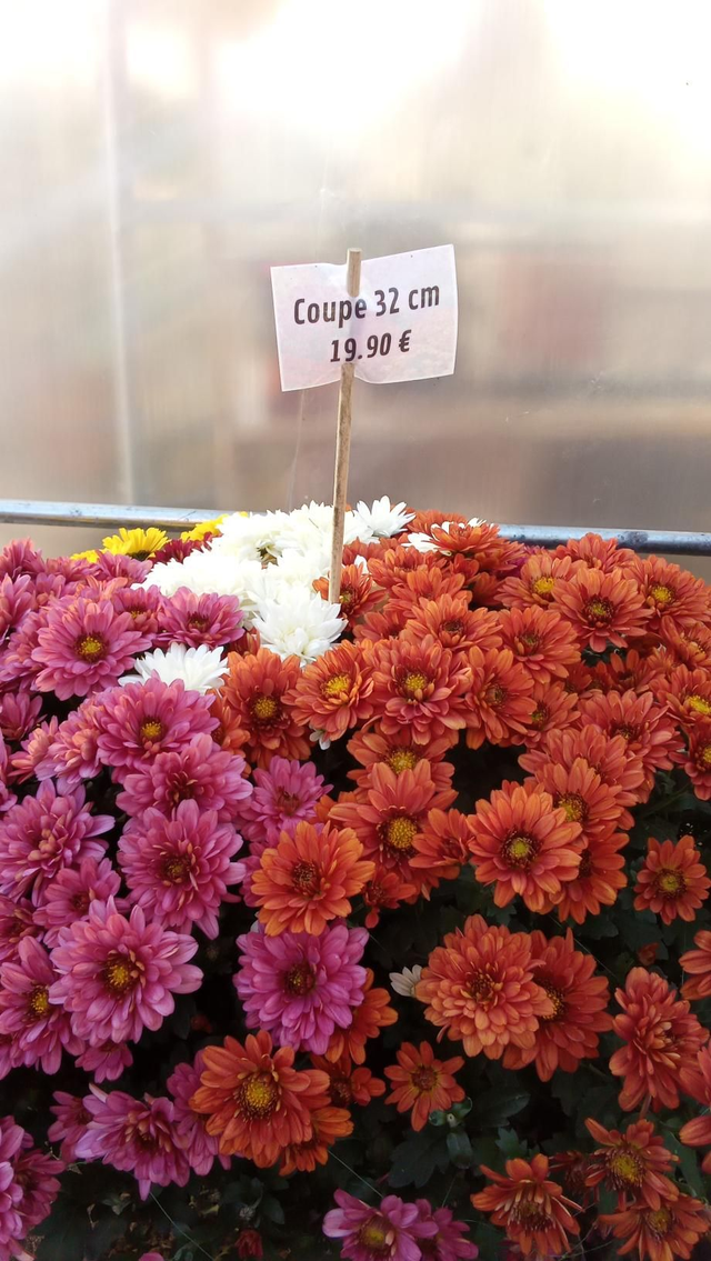 Chrysanthème coupe 32