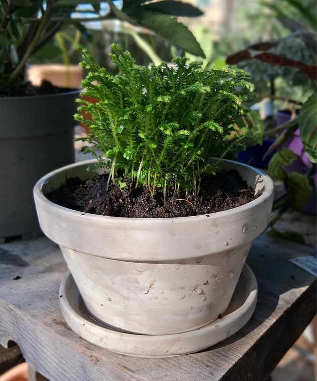 C147 . Selaginella in ciotola 'Kultur granit 16'