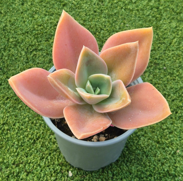 Echeveria 'Lilac Fantasy' (New)