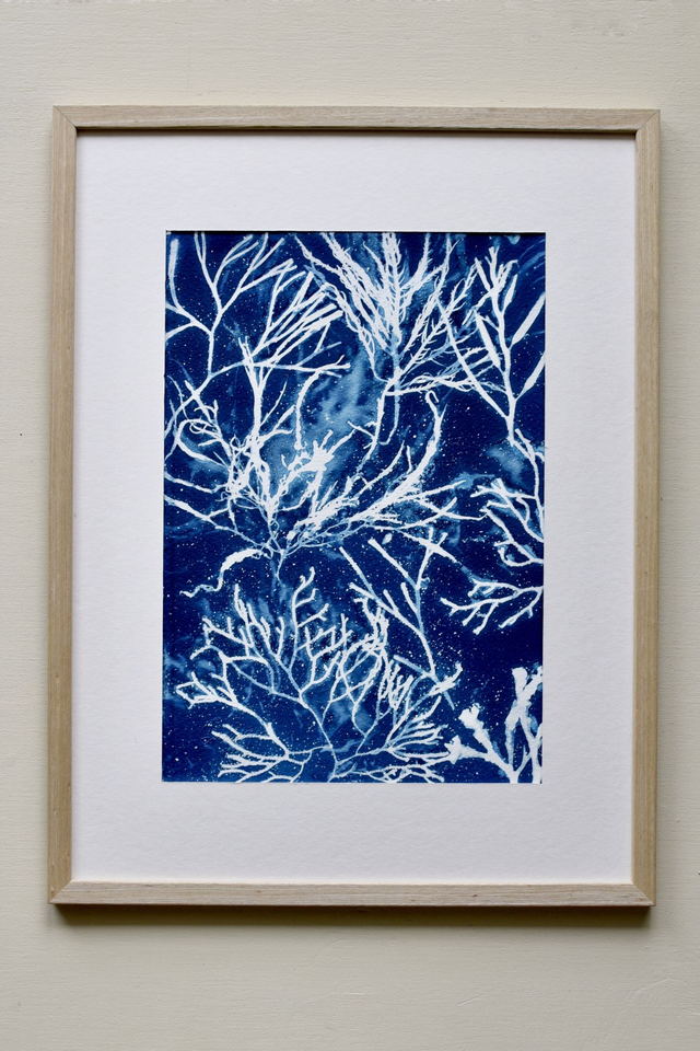 Algae - Galaxia Aquatica - A4