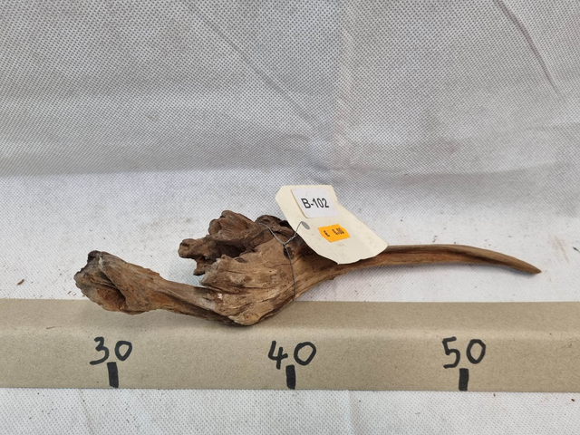 Racine Mangrove B-102