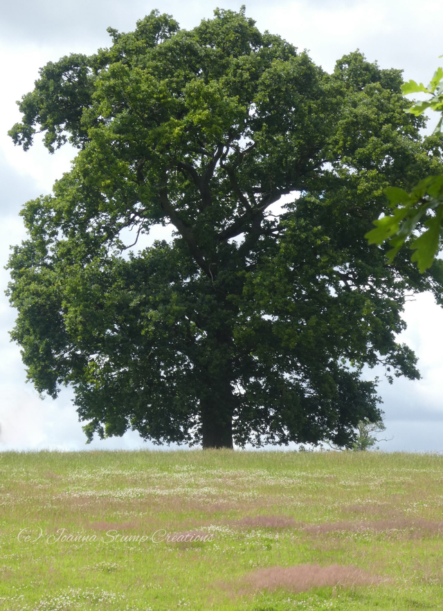 Photographic Open Edition Print from my "Woodland" collection, "The King of the Trees"