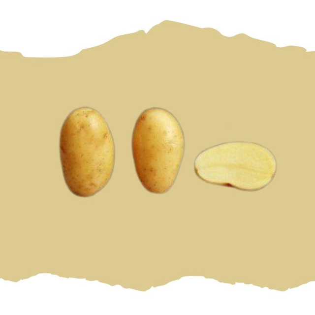 Cephora – Productive et très résistante au mildiou