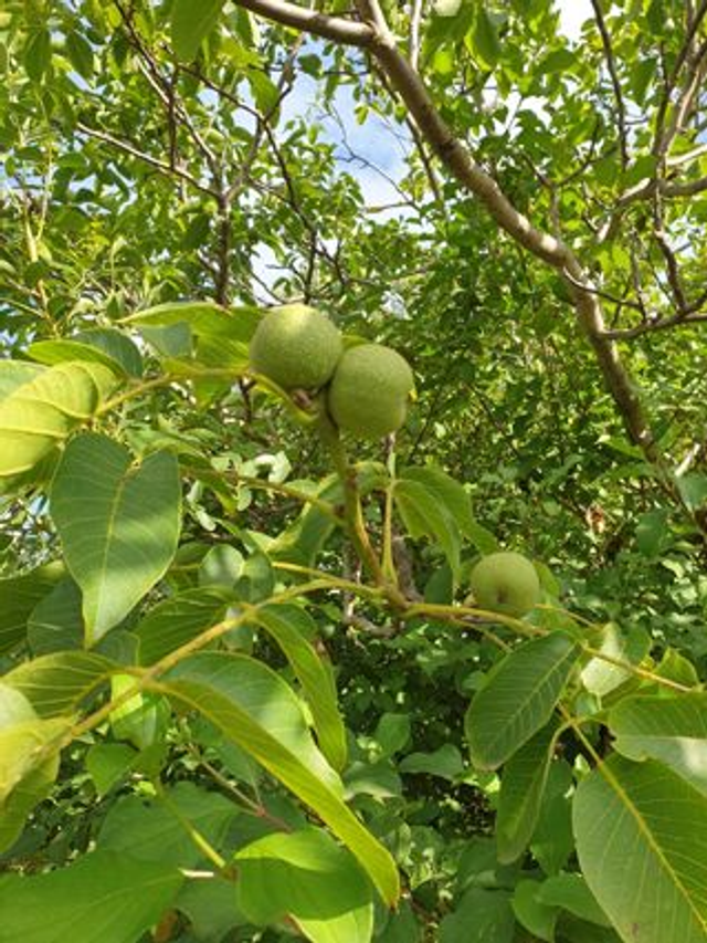 Noyer - issu du semis de variétés diverses (Juglans Spp)