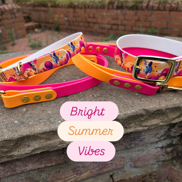 Merle Collie biothane collar and lead