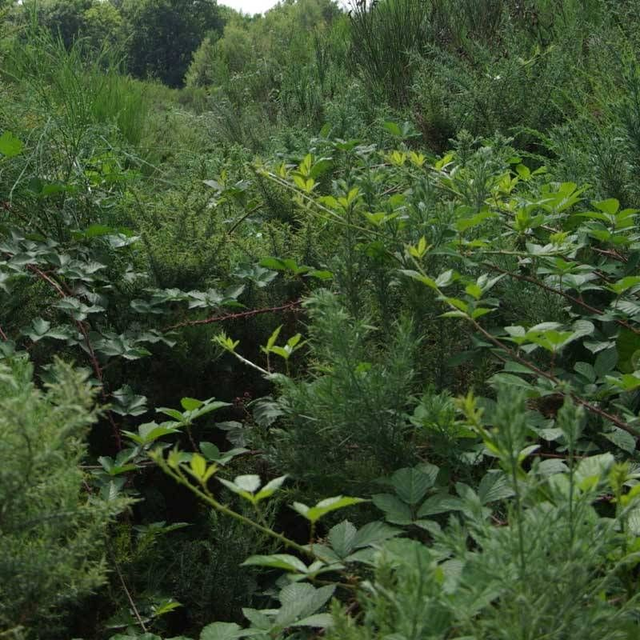 Mélange de semences Sanglier chasse gros gibier