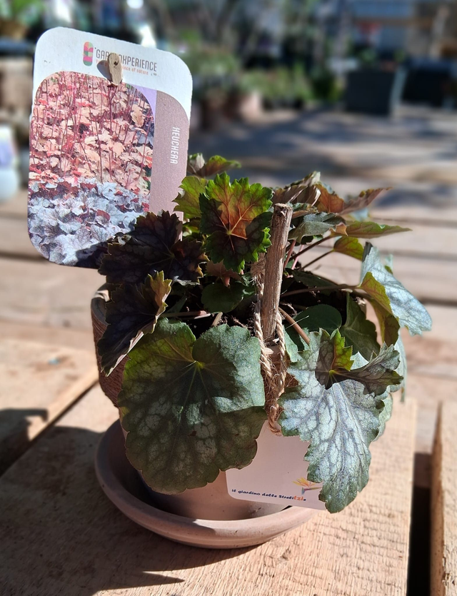 L20 . Heuchera americana 'Marvelous Marble' in "PALLADIO"
