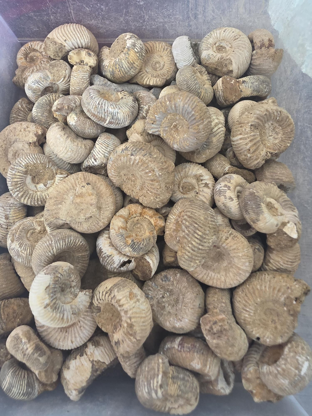 Ammonites