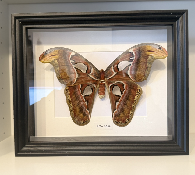 Atlas Moth