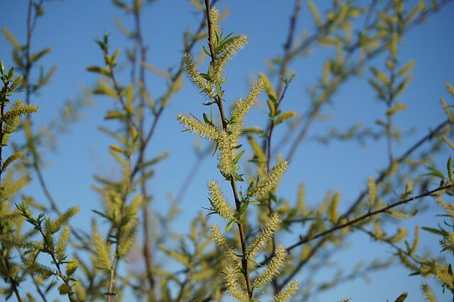 Saule Osier (Salix Spp)