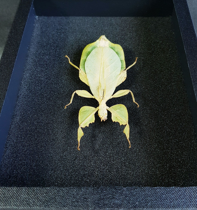 Cryptophyllium celebicum