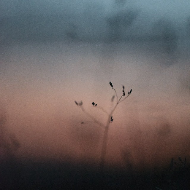Vue sur les Vosges 2