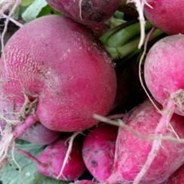 rabanitos ecológicos