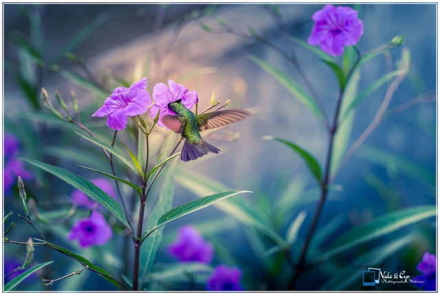 Tirage d'art : Magenta