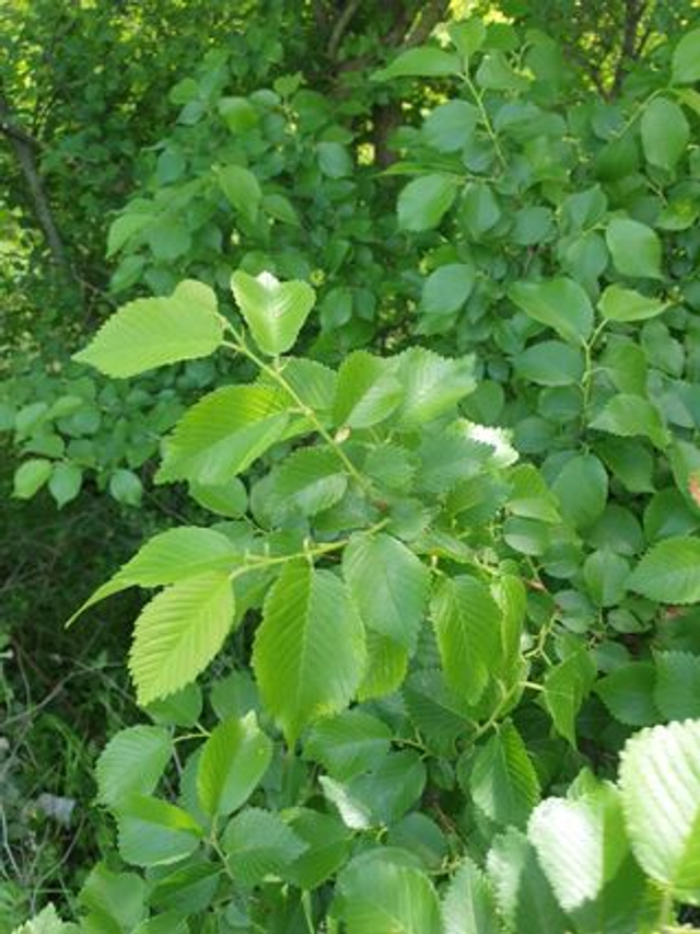 Orme Champêtre (Ulmus minor)