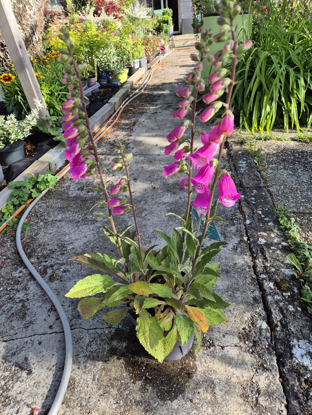 Digitale panther pot 17cm