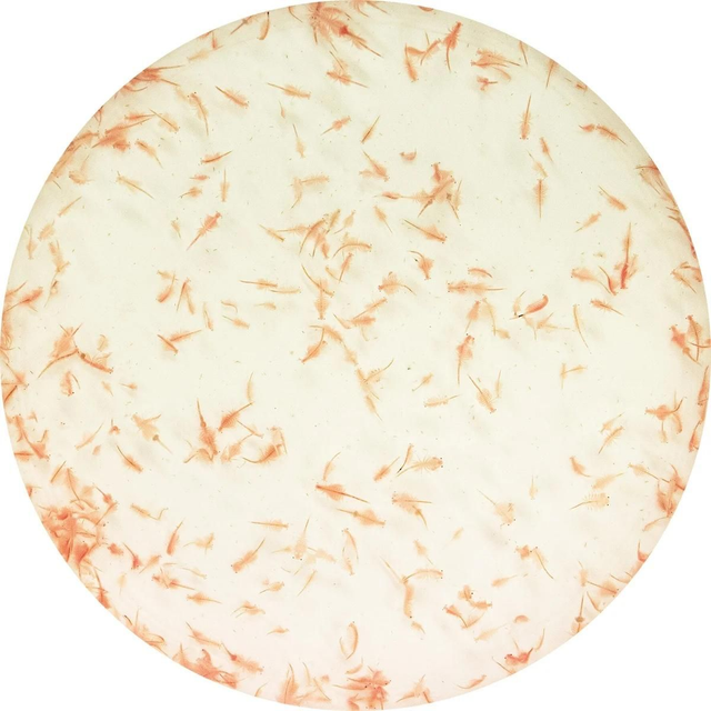 Levende artemia 4038358100130