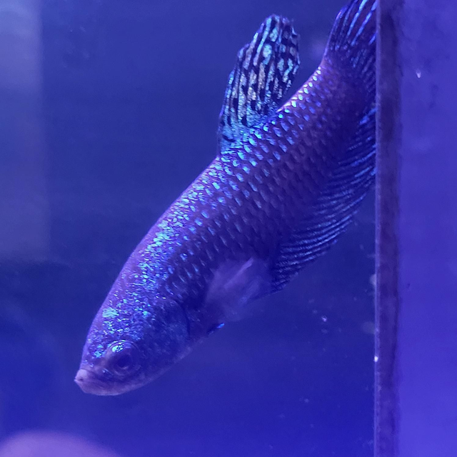 Alien / Betta Splendens Plakat Alien 