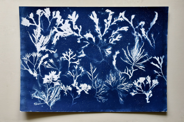 Algae - Galaxia Aquatica 2.3 - 50 x 70 cm  