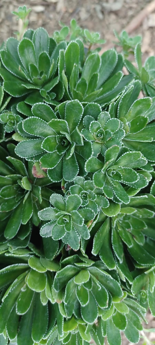 Saxifraga paniculata