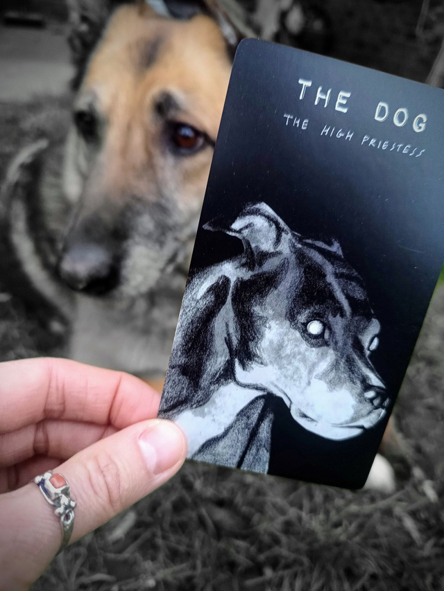 The Hide Tarot: hand-drawn black and white artistic deck full of animals and nature * by Dan Francis