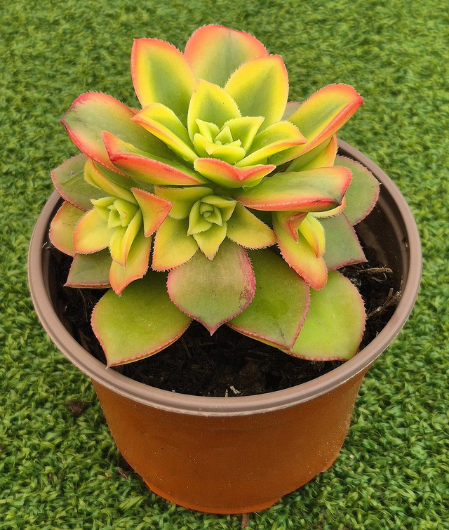 Aeonium haworthii 'Variegata'