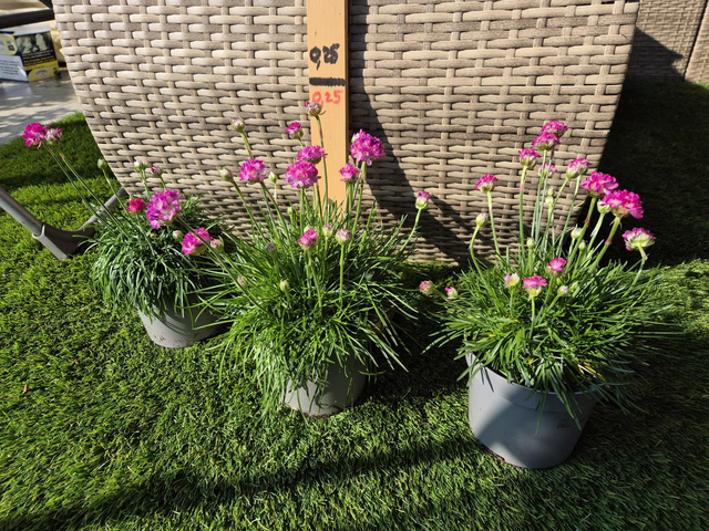 Armeria maritima rose pot 12cm 