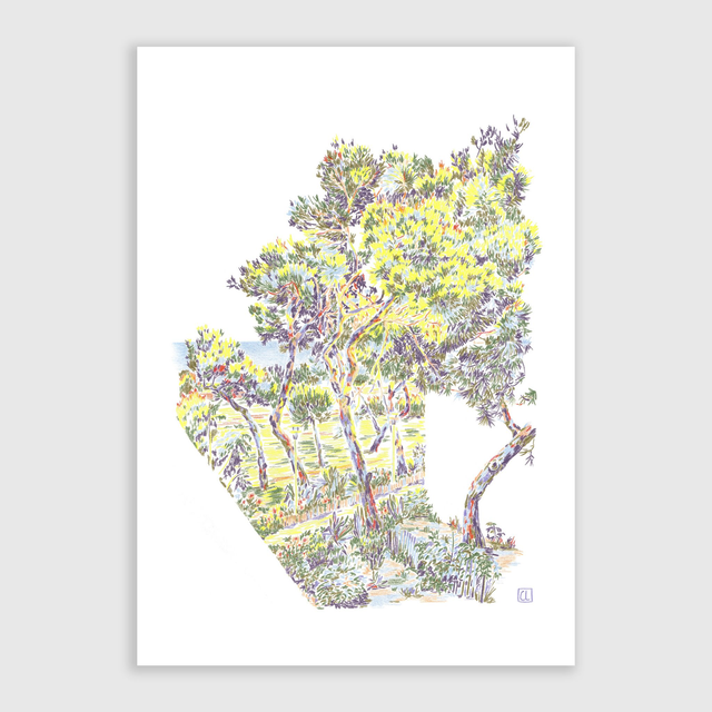 Tirage d'art - Pins maritimes