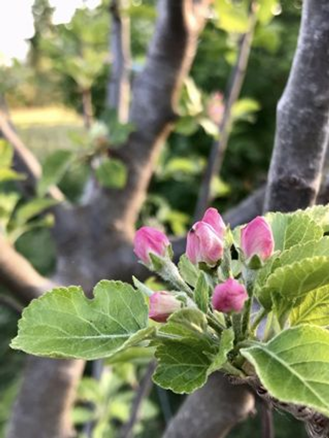 Pommier - issu du semis de variétés diverses (Malus Spp)