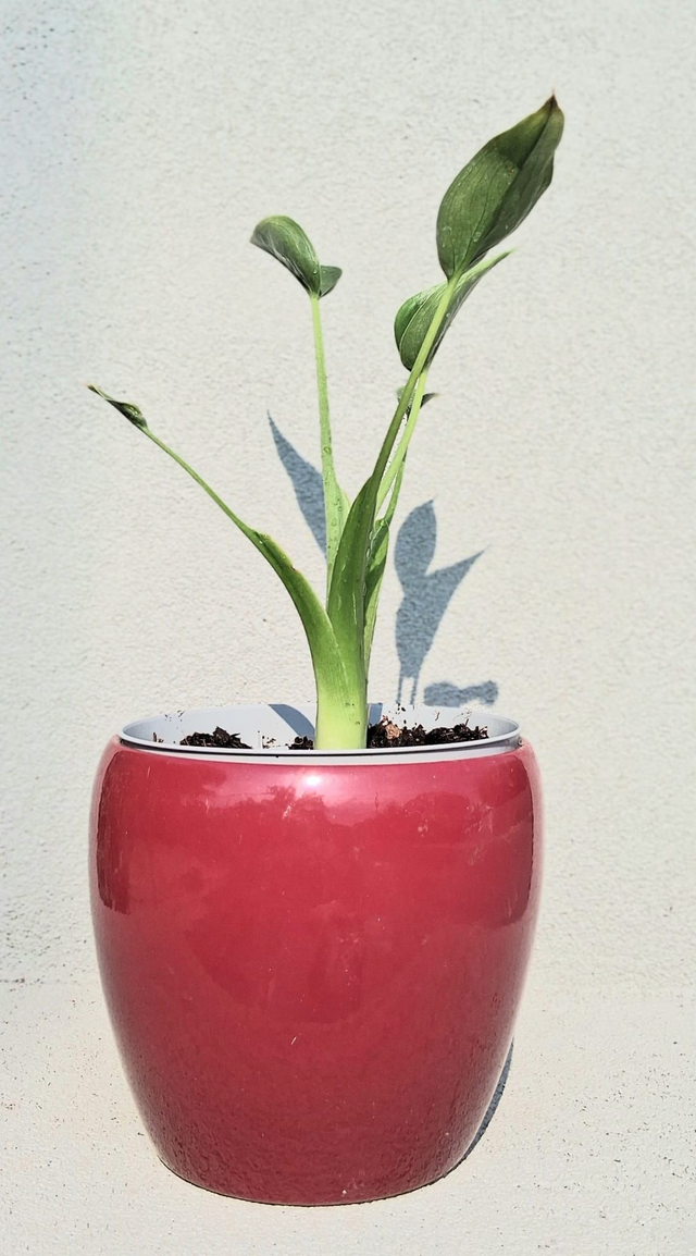 C88 . Alocasia Tiny Dancer in "Summer cachpot di CorinoBruna"