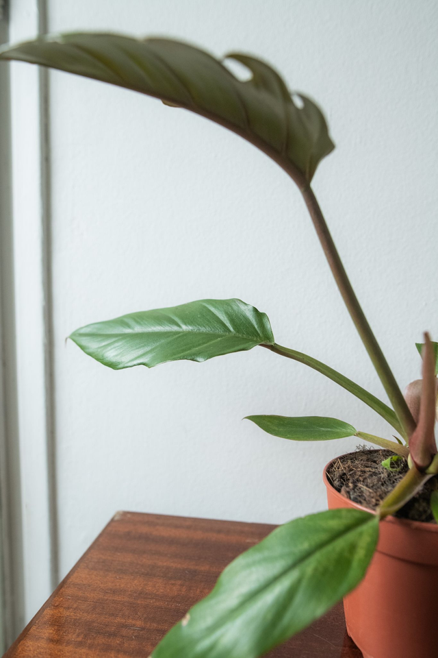 Philodendron ‘Choco Empress’ 🌿