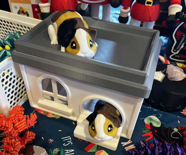 1 Guinea pig plus house 