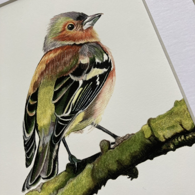 Chaffinch Fine Art Print