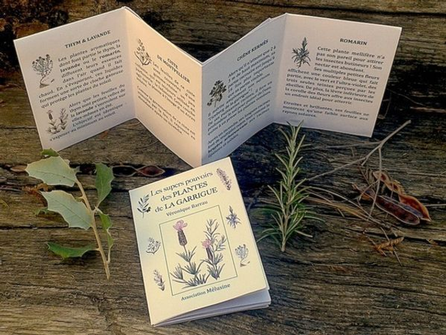 LES SUPERS POUVOIRS DES PLANTES DE LA GARRIGUE