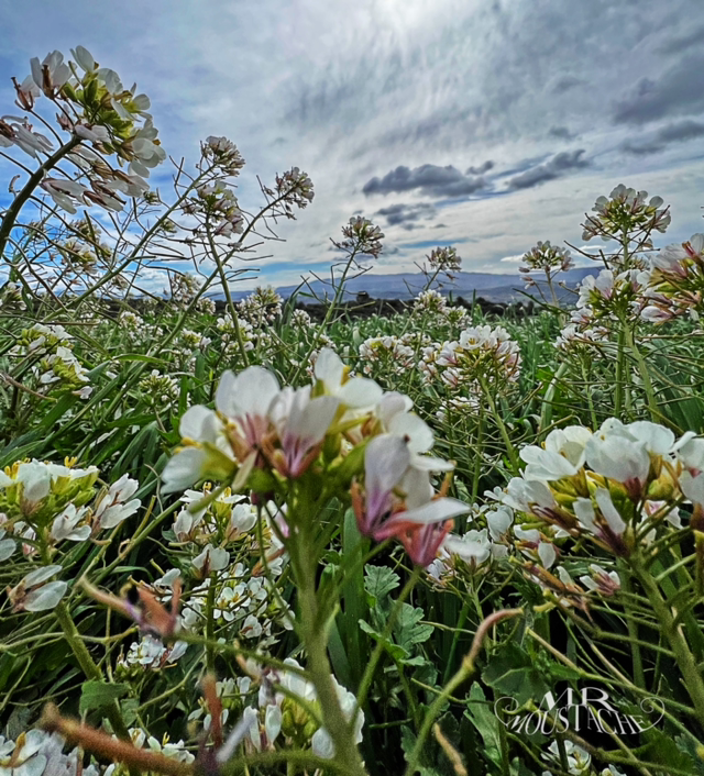 Fleurs de Gordes .