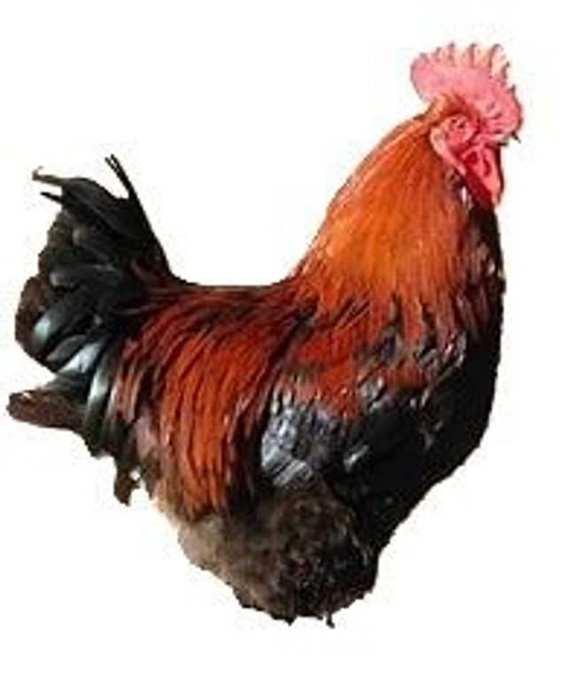 Coq Noirans