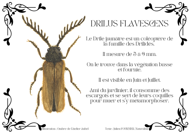 Drilus flavescens texte