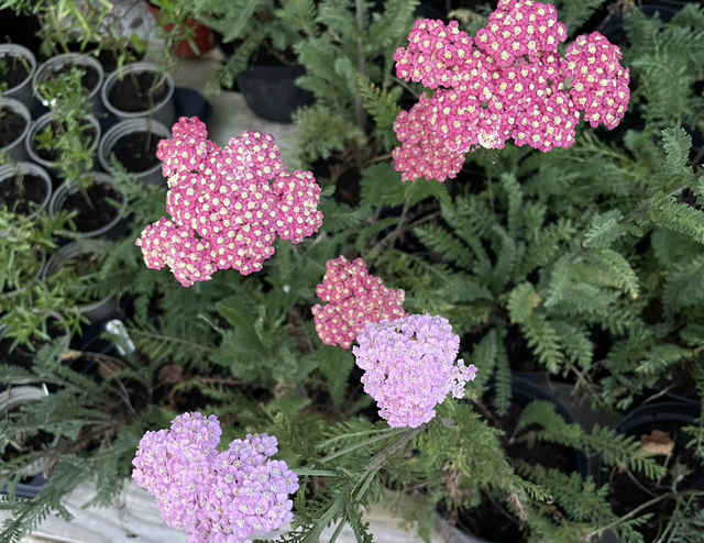 Achillea Summer Pastels