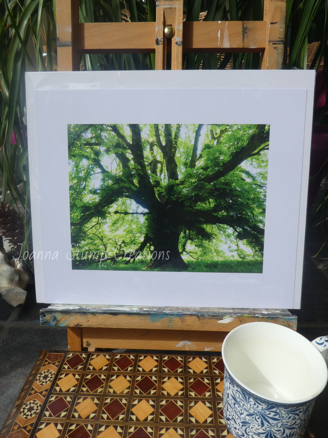 Photographic Open Edition Print, from my "Woodland" collection, "Old Man Of The Woods"