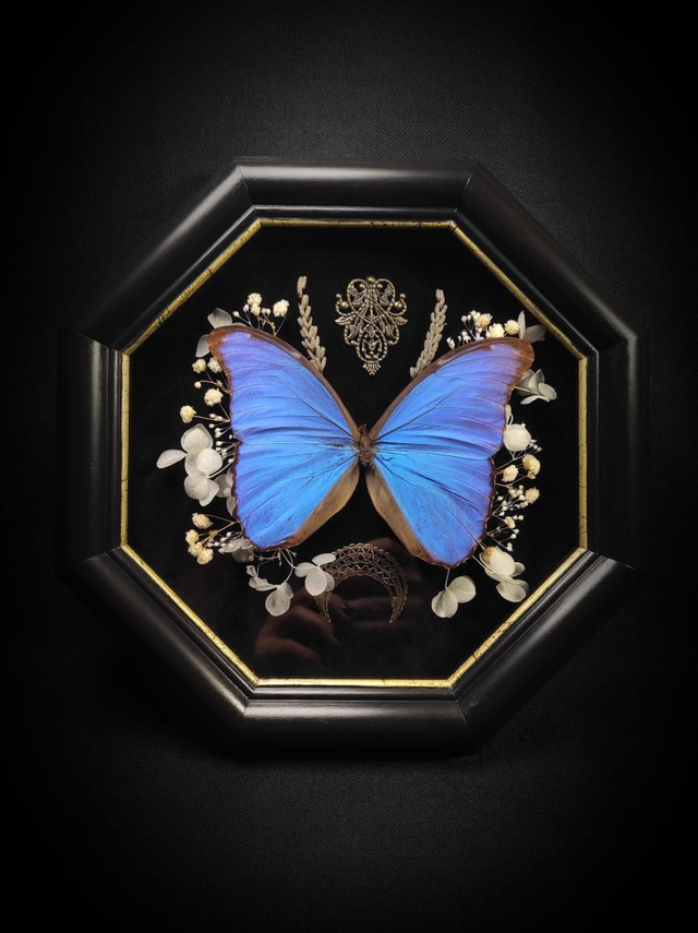 Cadre Vintage Morpho Didius