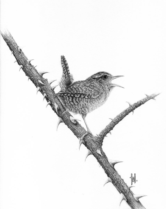 Wren on Bramble