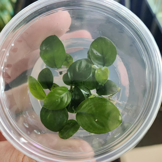 Anubias nangi vitro 5413953050995