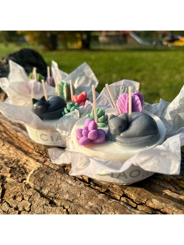 Luminous Cat &amp; Cactus Disc